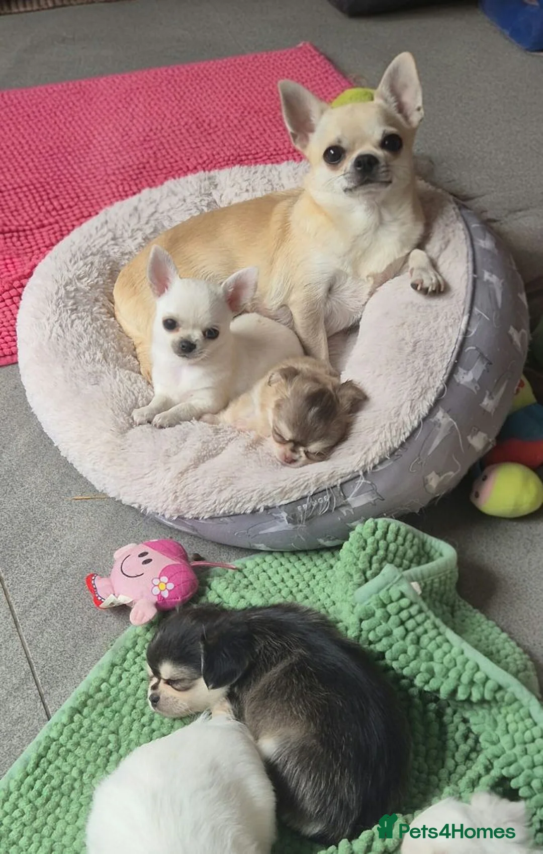 Chihuahua dogs for sale: KC registered chihuahua puppies  - Advert 2