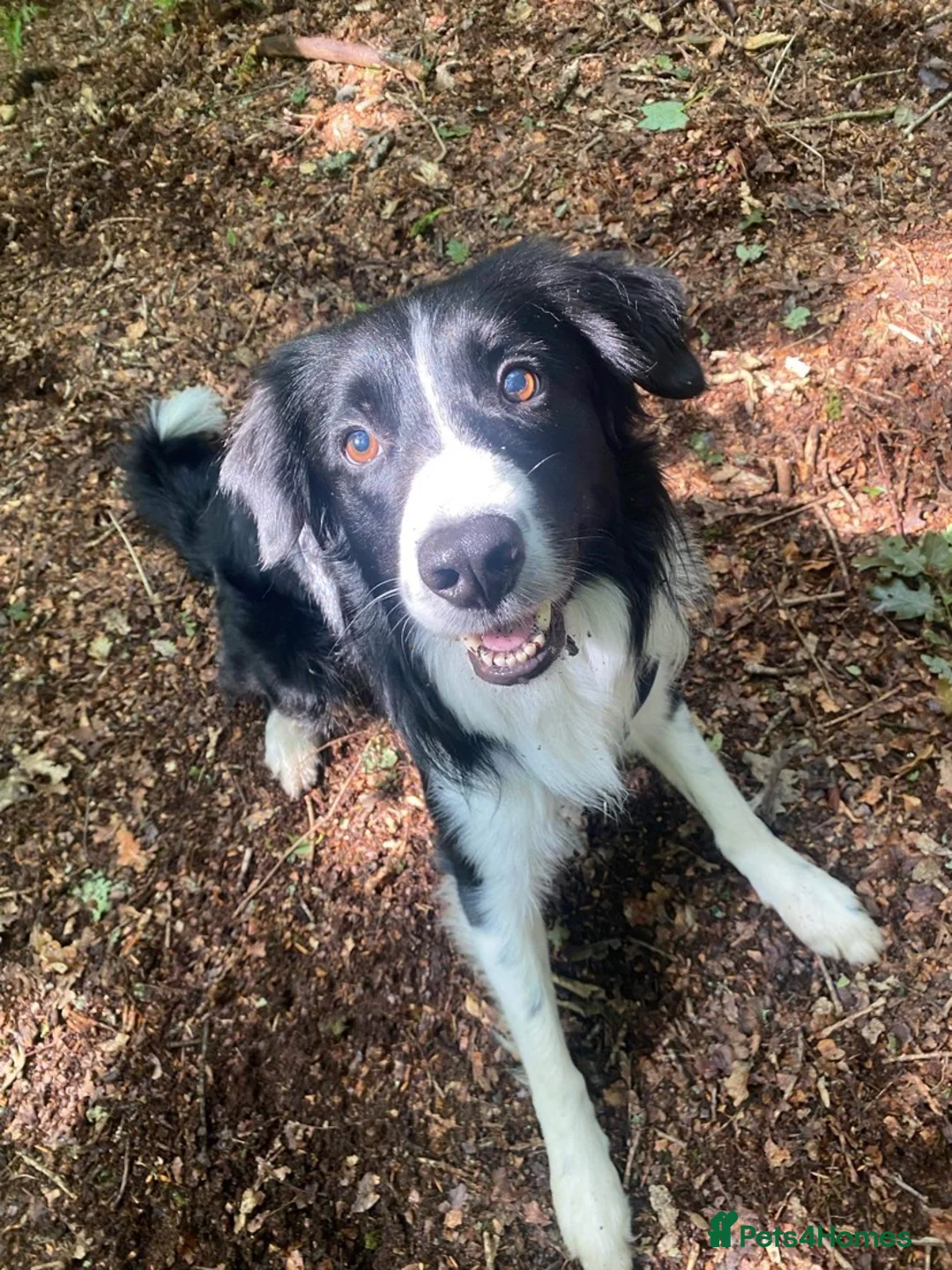 Border Collie dogs for stud: Proven Border Collie mix for stud  - Advert 1