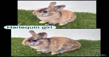 Netherland Dwarf rabbits - Advert 2