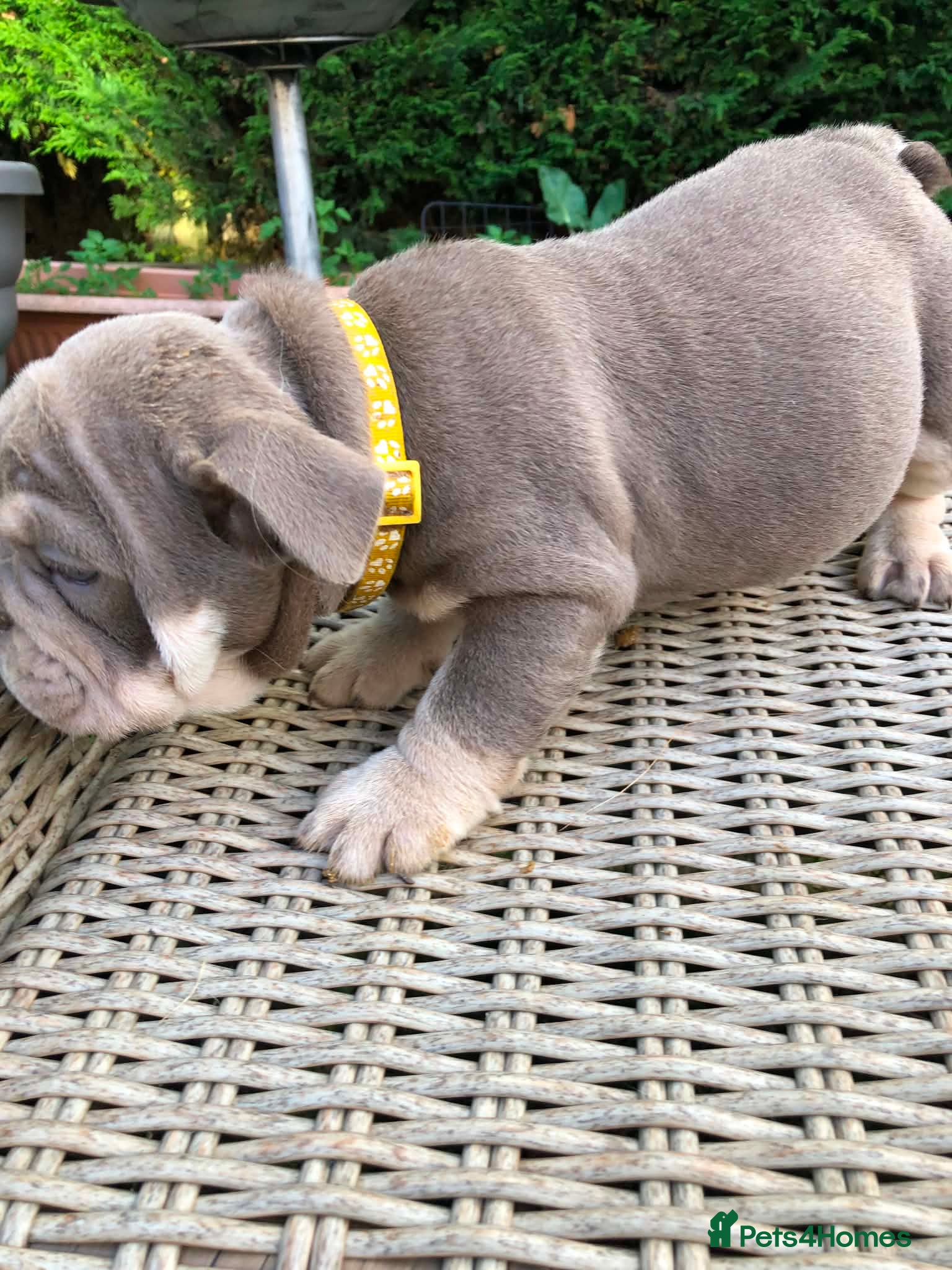 English Bulldog dogs for sale: English bulldog puppies in Doncaster - Advert 6