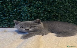 British Shorthair cats for sale: 💕British Shorthair Blue Kittens💕 - Image 30