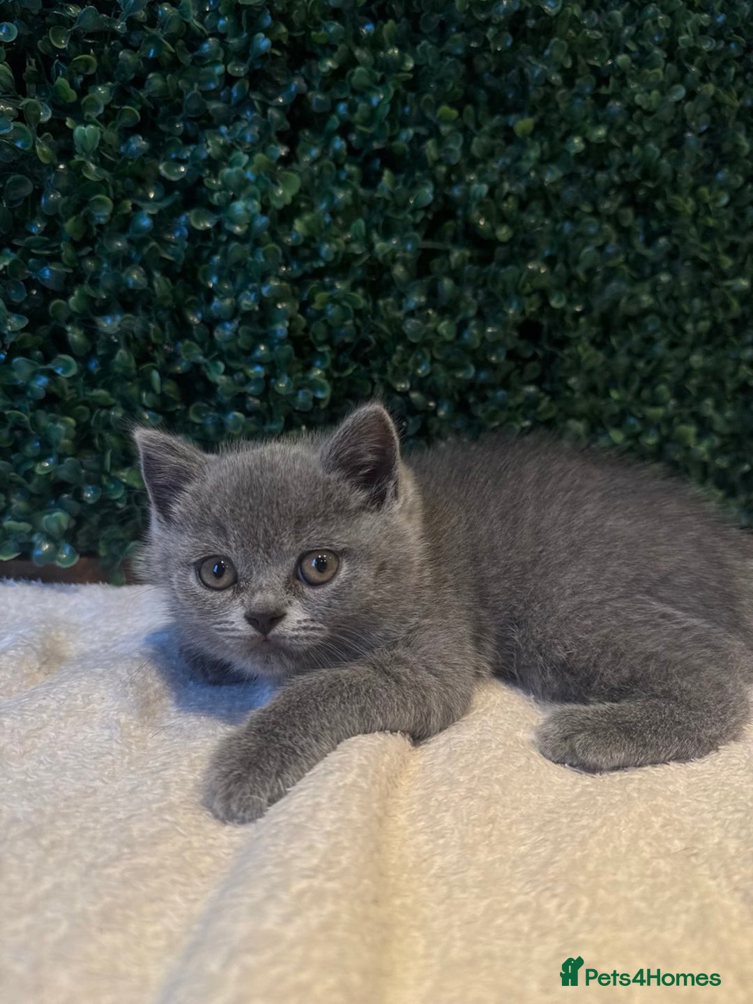 British Shorthair cats for sale: 💕British Shorthair Blue Kittens💕 - Image 30