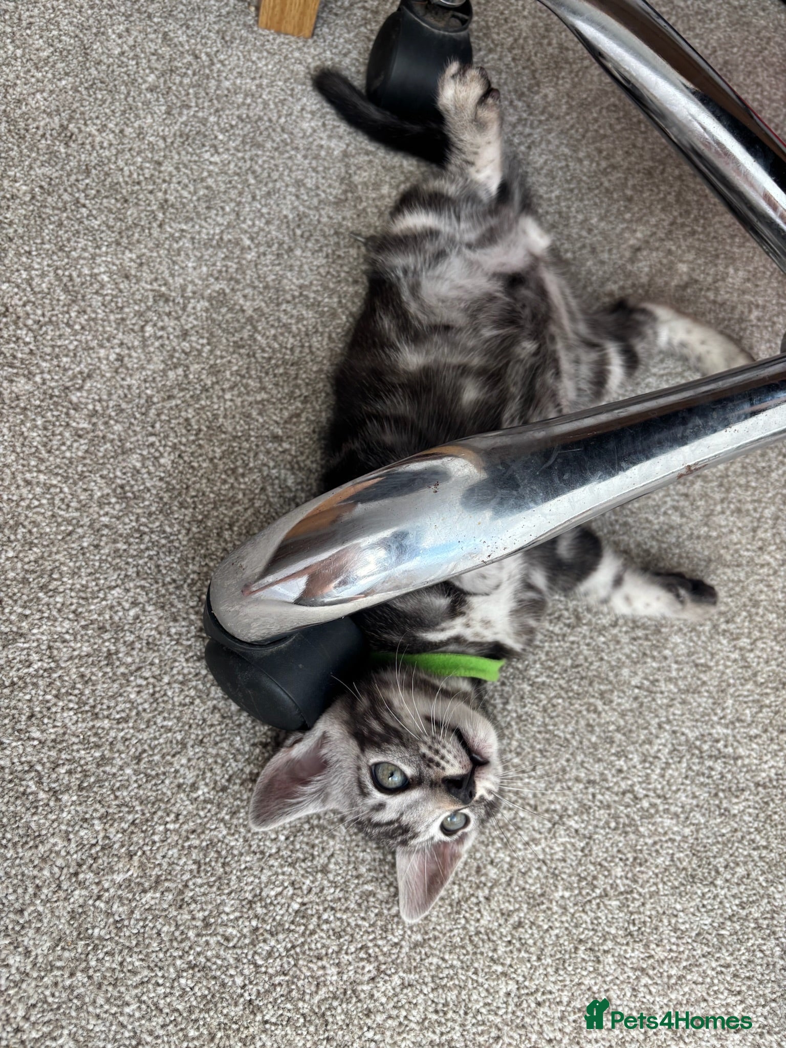Bengal cats READY NOW. Pedigree Tica Bengal Kittens - Advert 2