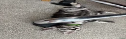 Bengal cats for sale: READY NOW ActiveTICA SilverCharcoal Bengal Kittens - Advert 6