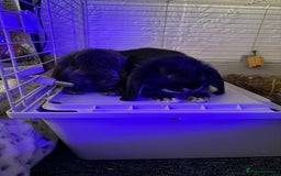 Mini Lop rabbits for sale: Mj and flop 💙 - Image 2