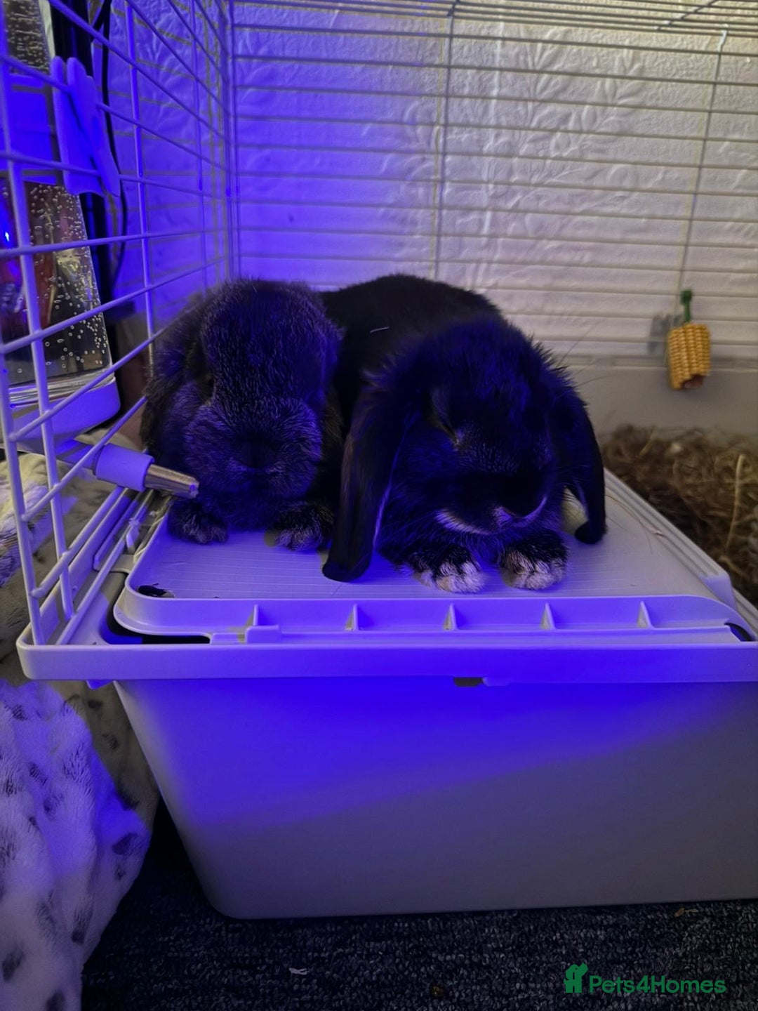 Mini Lop rabbits for sale: Mj and flop 💙 - Image 2