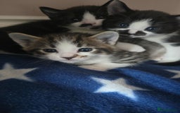 Domestic Shorthair cats for sale: 3 x Cute balls of fluff - Image 5