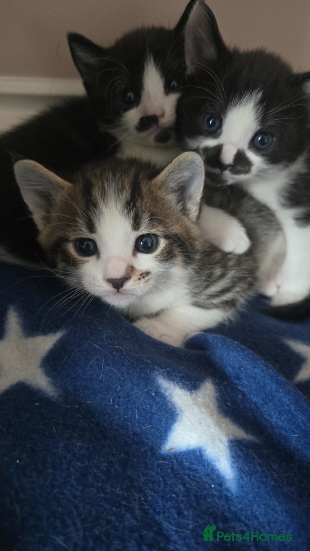 Domestic Shorthair cats for sale: 3 x Cute balls of fluff - Image 5
