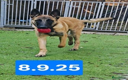 Belgian Shepherd Dog dogs for sale: KC Reg Belgian Shepherd Malinois pups for sale in Newport - Image 2