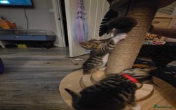 Bengal cats for sale: Bengal X kittens - Image 19
