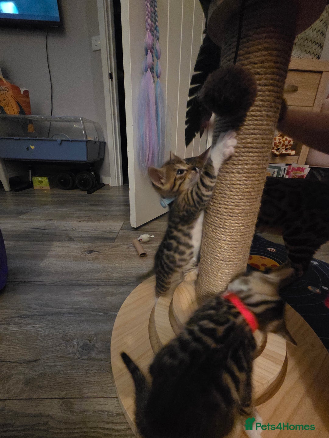 Bengal cats for sale: Bengal X kittens - Image 19