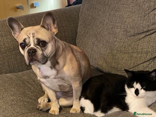 Domestic Shorthair cats - Advert 29