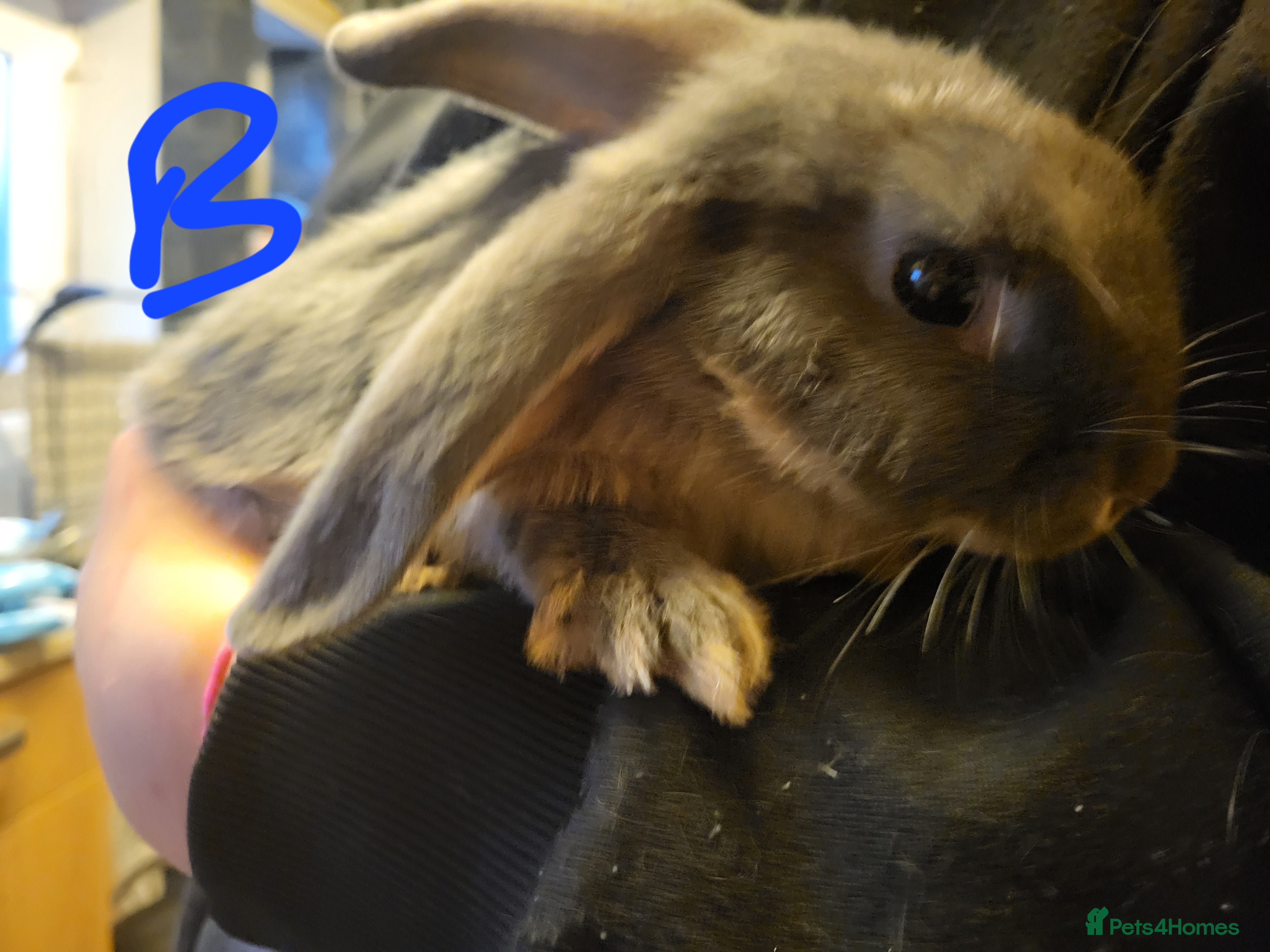 Mini Lop rabbits Lop rabbits looking for forever home - Advert 16