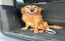 Golden Retriever dogs for stud: 4 year old golden retriever for stud  in Gateshead - Image 3