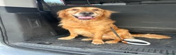 Golden Retriever dogs for stud: 5 year old golden retriever for stud  in Gateshead - Advert 3