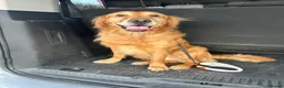 Golden Retriever dogs for stud: 5 year old golden retriever for stud  in Gateshead - Advert 3