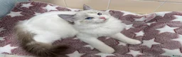 Ragdoll cats for sale: Pure Ragdoll Kitties available ✨ - Advert 15