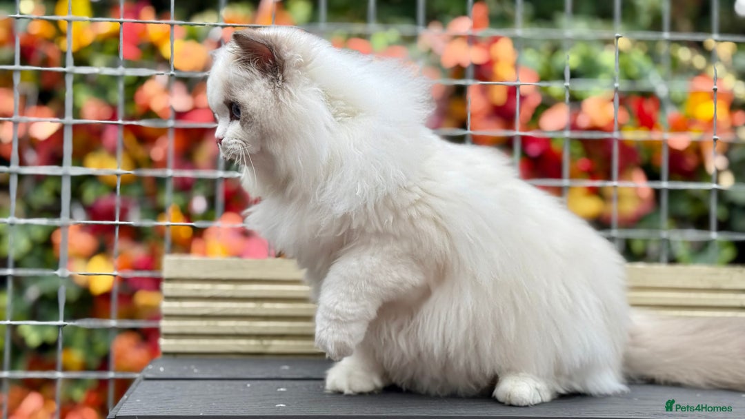 Ragdoll cats for sale: ACTIVE BOY or neutered pet  - Advert 4