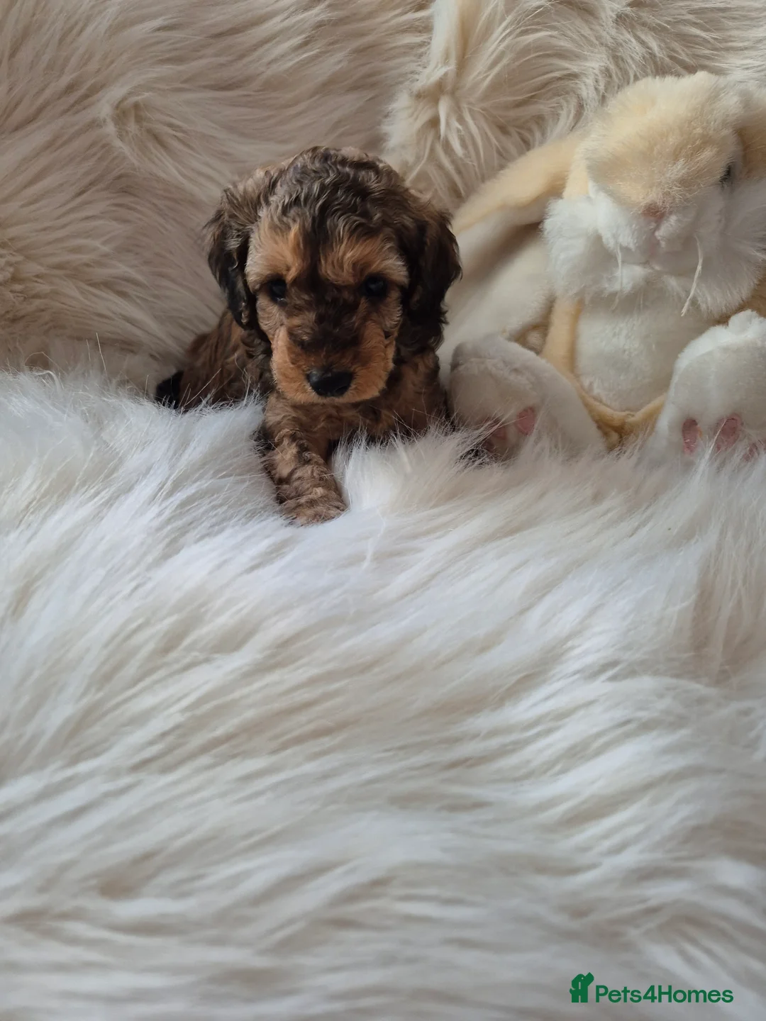 Cockapoo dogs for sale: F1B COCKAPOO PUPPIES  - Advert 13