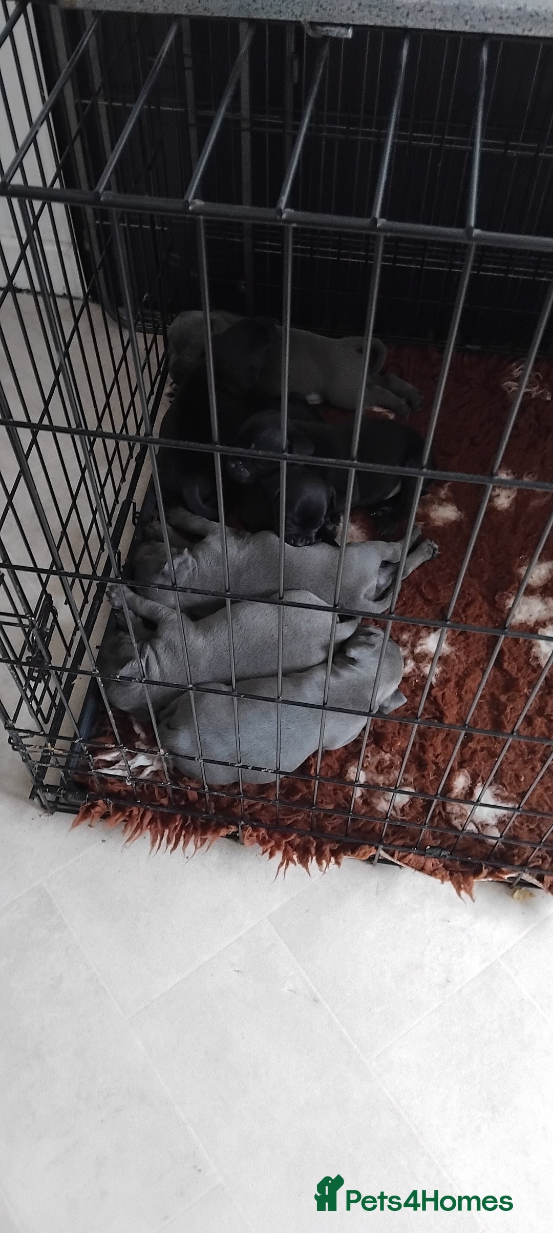 Staffordshire Bull Terrier dogs for sale: Staffordshire bull terrier pups - Image 20