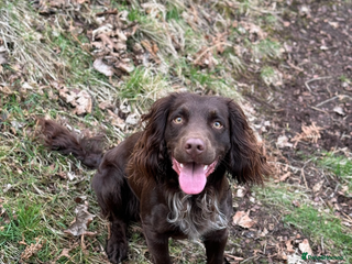 Cocker Spaniel dogs for stud in Penicuik - Advert 1