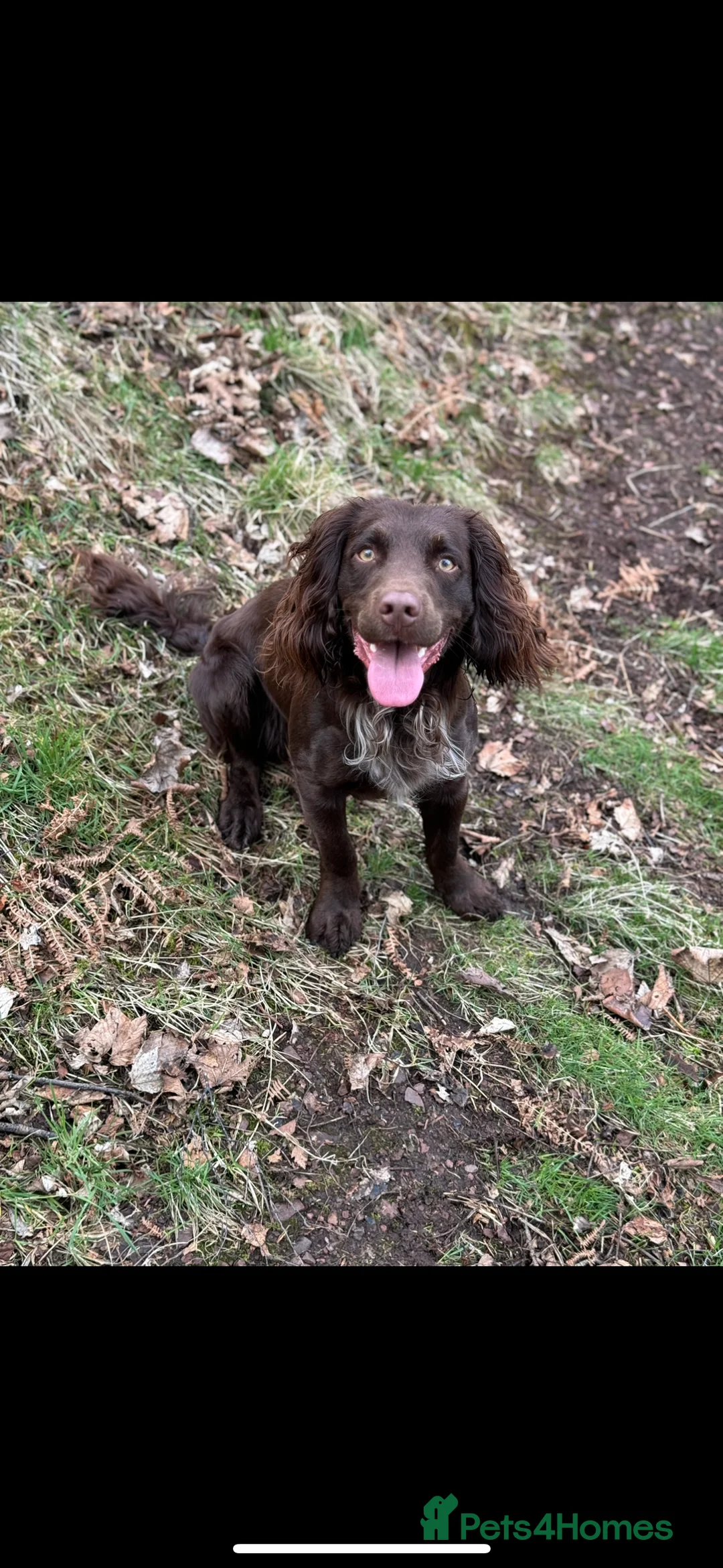 Cocker Spaniel dogs for stud: Working cocker for Stud *proven* in Penicuik - Advert 2