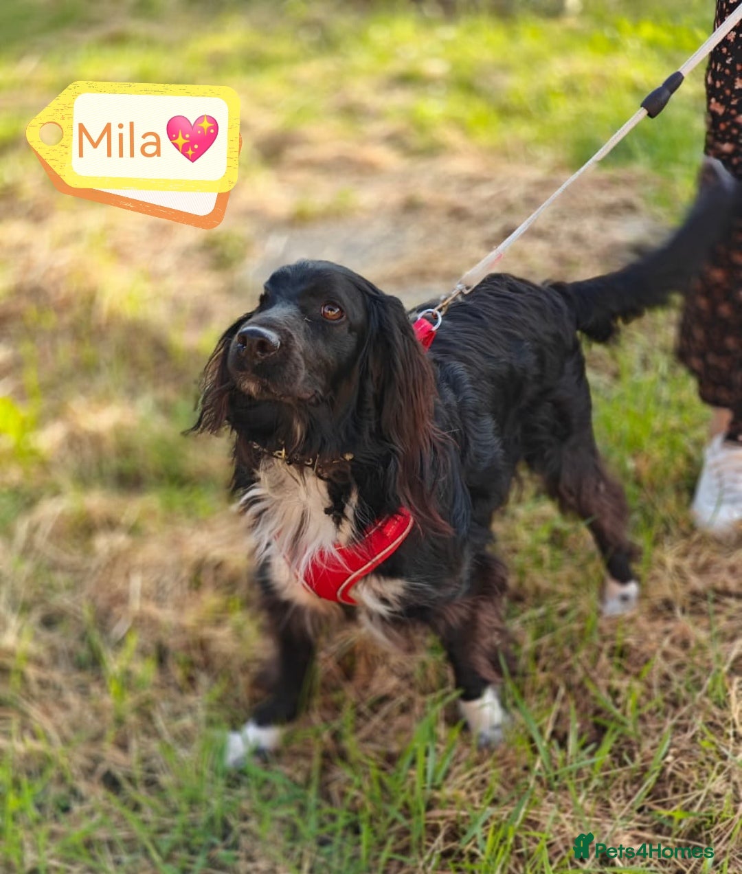 Cocker Spaniel dogs for adoption: 💖🐶 MIKA 🐶💖 - Image 4