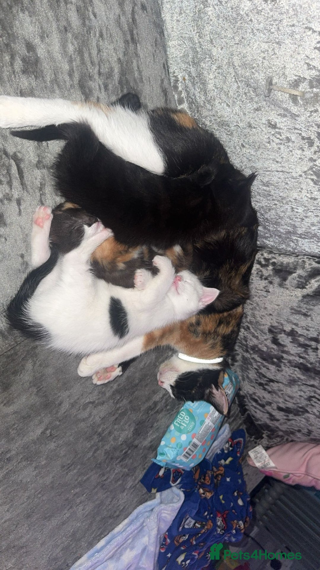 Mixed Breed cats for sale: Beautiful kittens  - Image 7