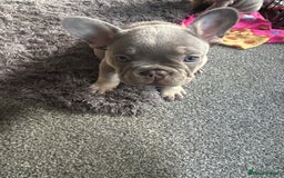 French Bulldog dogs for sale: *READY TO LEAVE* stunning lilac/tan girl frenchie - Image 12