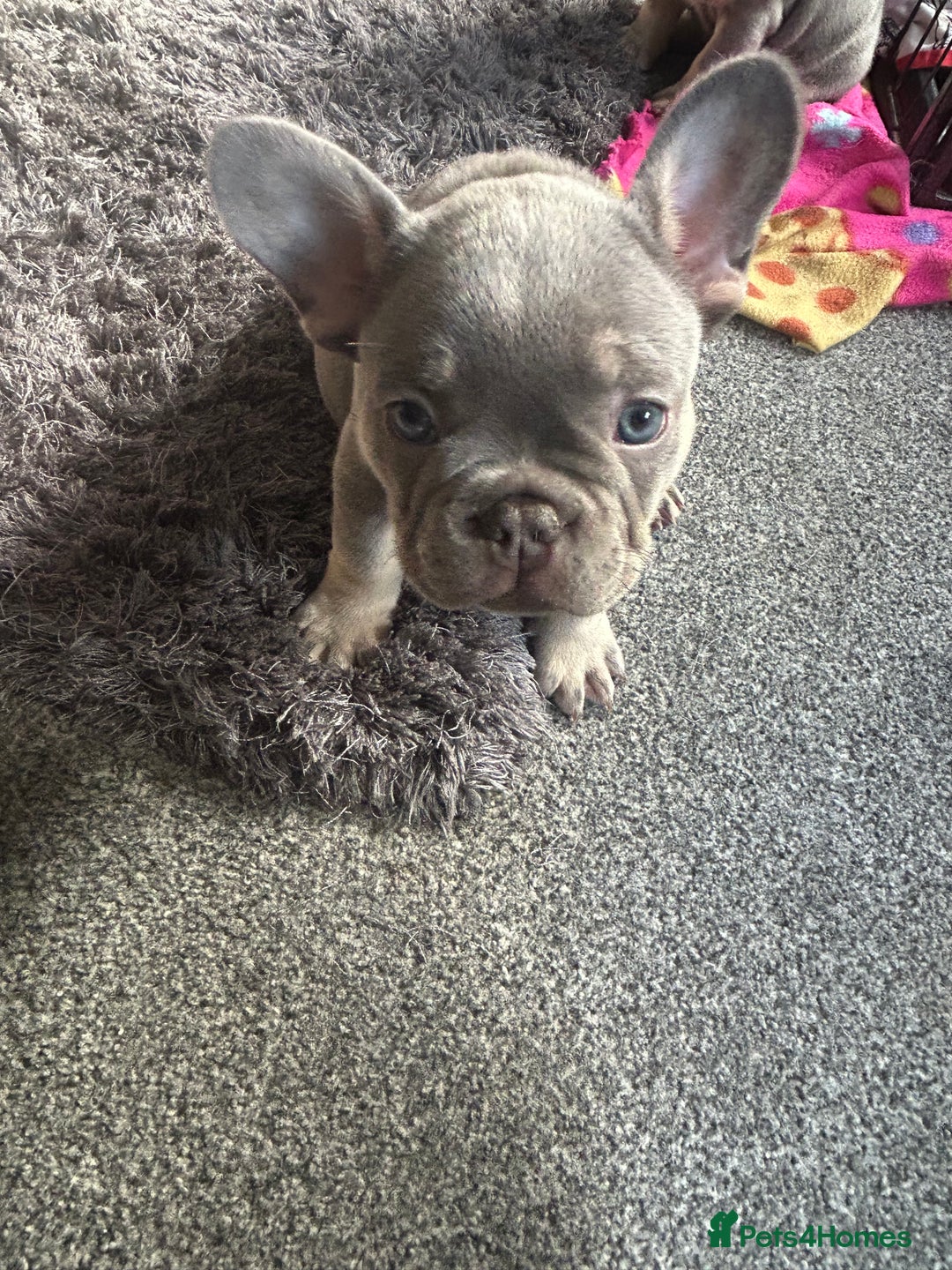 French Bulldog dogs for sale: *READY TO LEAVE* stunning lilac/tan girl frenchie - Image 12