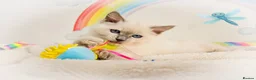 Ragdoll cats for sale: GCCF Registered Ragdoll Kittens - Advert 35
