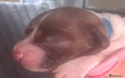 English Springer Spaniel dogs for sale: KC-ESS PUPPIES - DNA Health tested   - Image 22