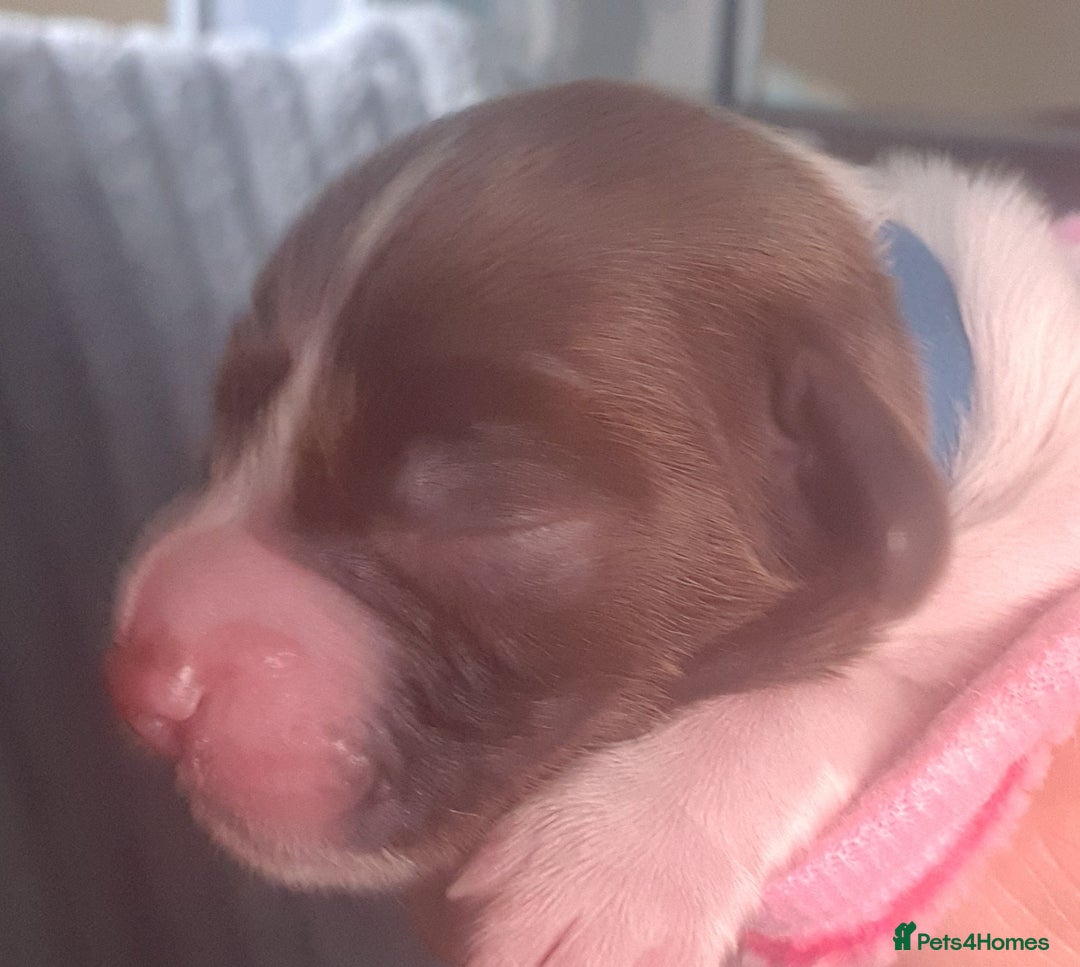 English Springer Spaniel dogs for sale: KC-ESS PUPPIES - DNA Health tested   - Image 22