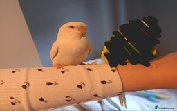 Budgerigars birds for sale: Female albino budgie  - Image 4