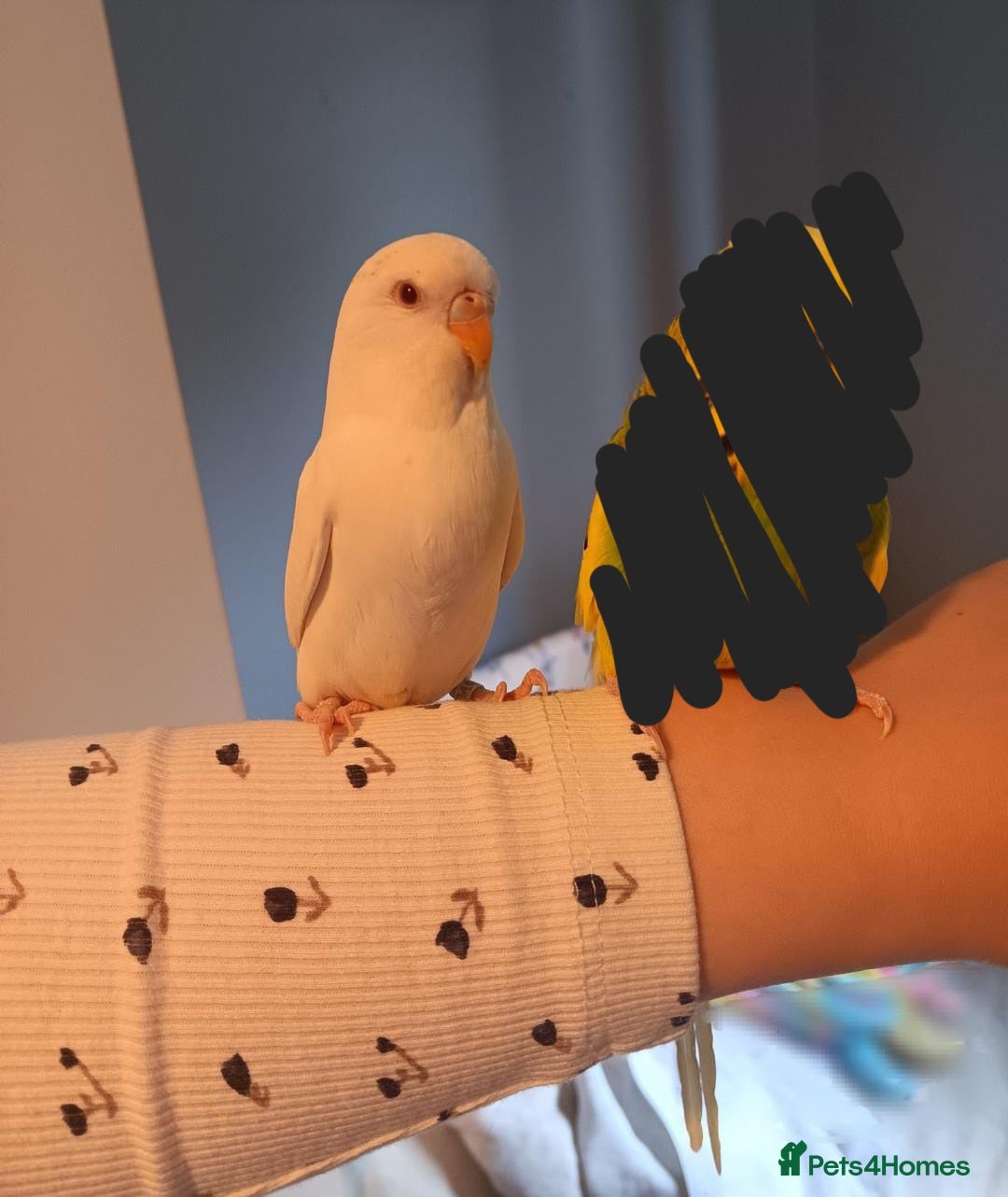 Budgerigars birds for sale: Female albino budgie  - Image 4