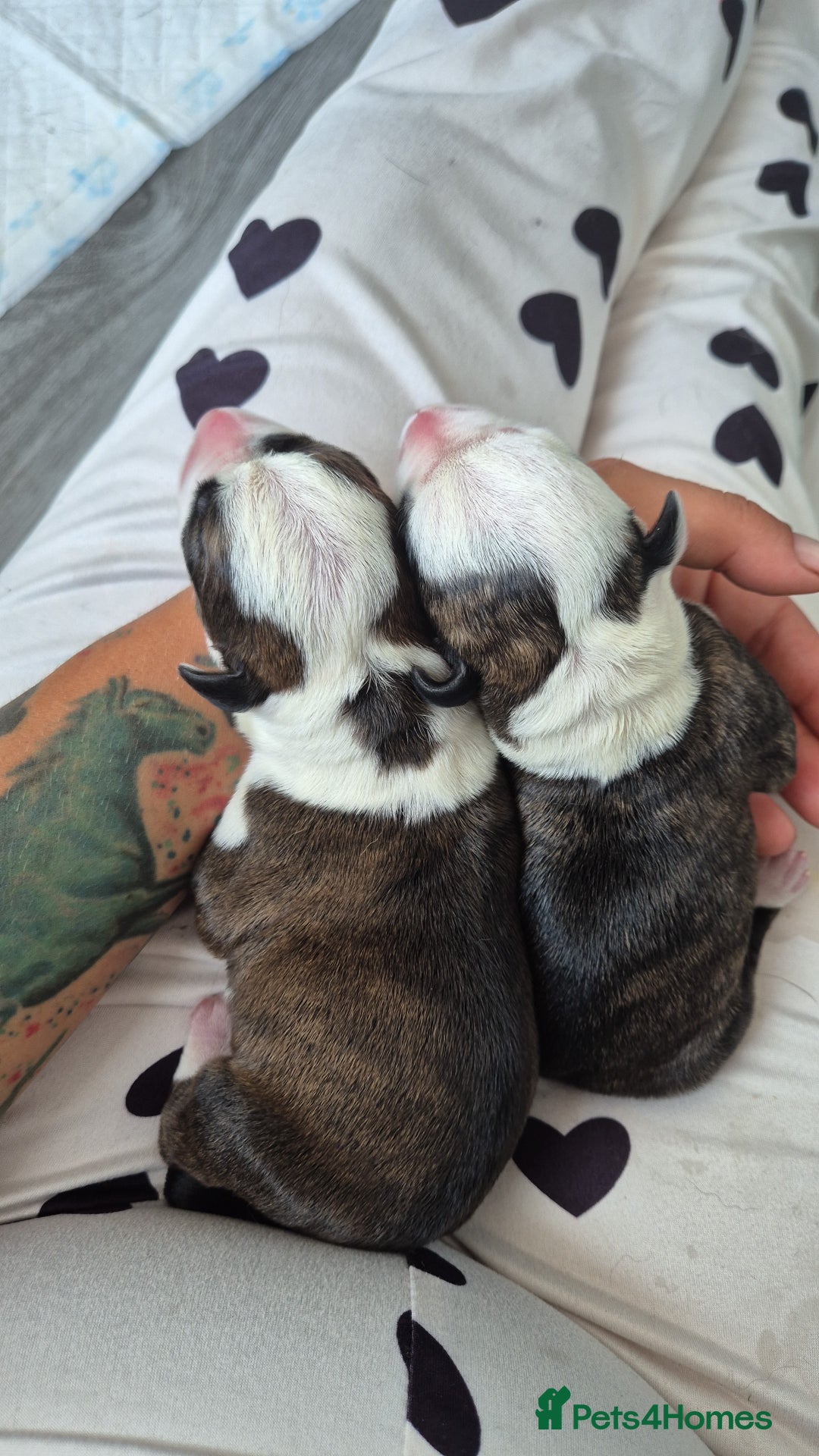 Mixed Breed dogs for sale: 8 beautiful huntaway x presa canario puppies  - Image 6