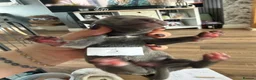 Whippet dogs for sale: Stunning Whippet puppies  - Advert 13