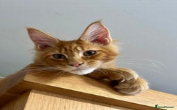Maine Coon cats for sale: Stunning red tabby male TICA reg READY - Image 4