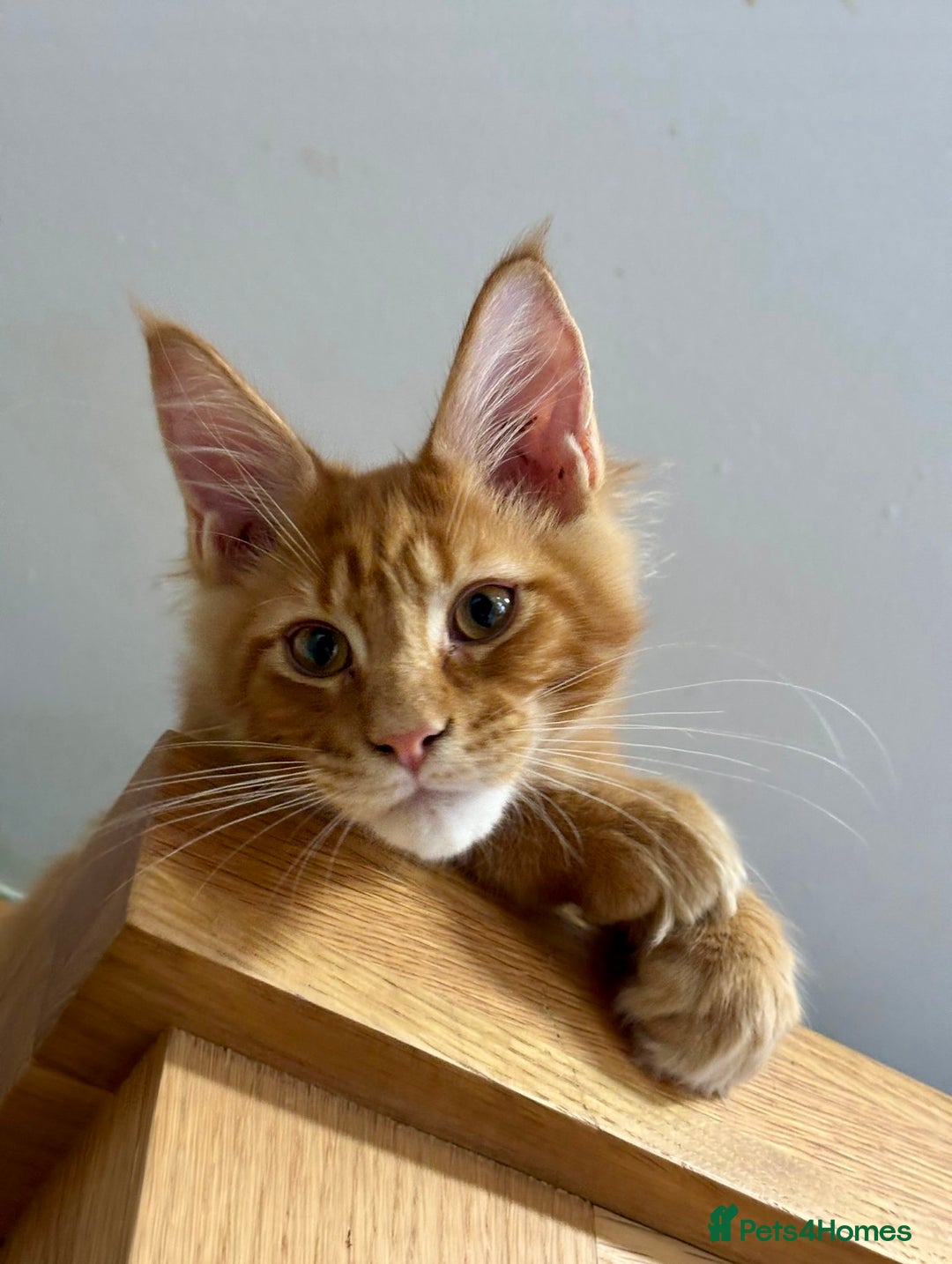 Maine Coon cats for sale: Stunning red tabby male TICA reg READY - Image 4