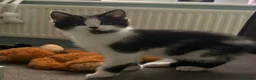 British Shorthair cats for sale: 3 Gorgeous Toilet Trained Girls in Birkenhead - Advert 6