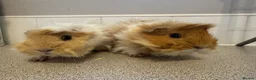 Guinea Pig rodents for sale: Two gorgeous fluffy female piggies  - Advert 2