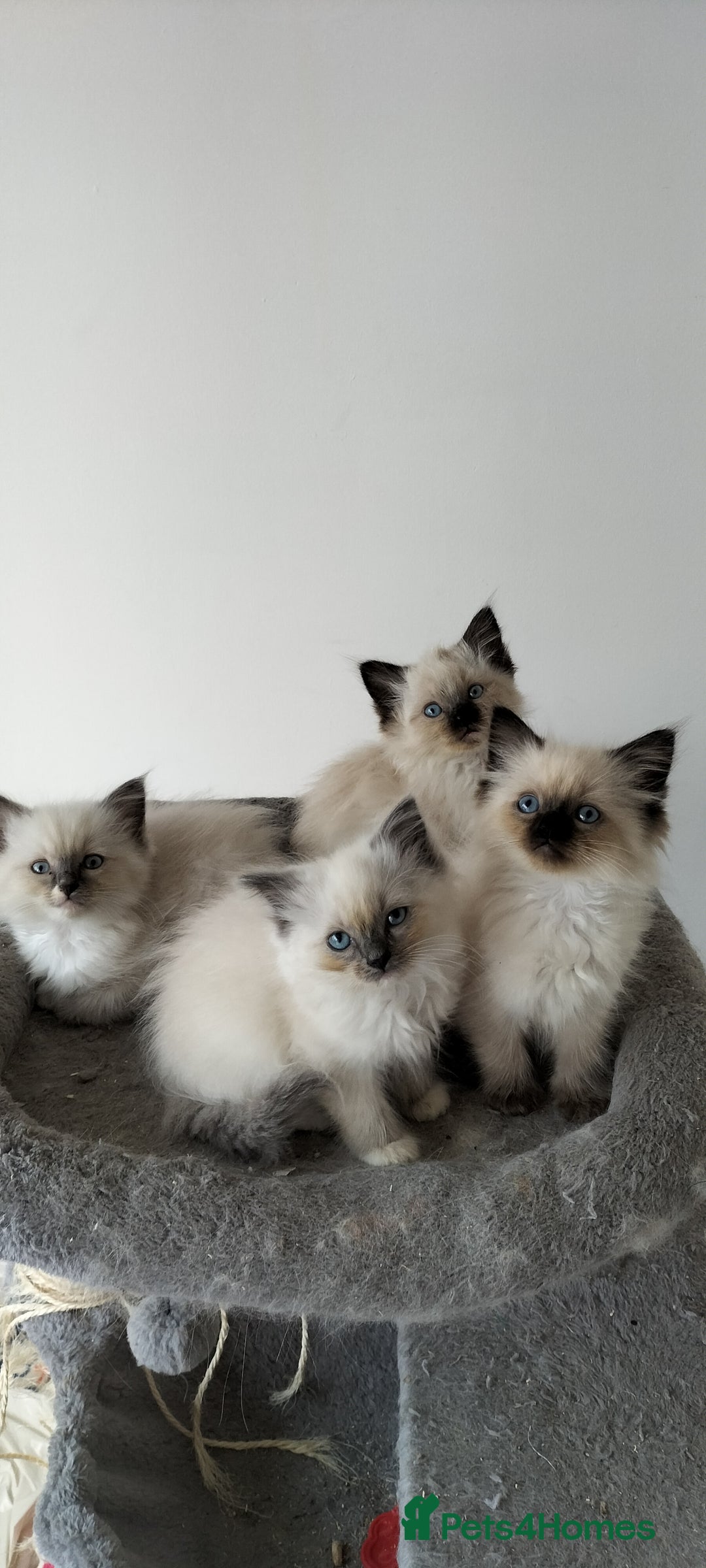Ragdoll cats for sale: Gorgeous Ragdoll kittens  - Image 8