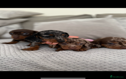 Dachshund dogs for sale: Minnature Long Haired Dachshund puppies  - Image 2