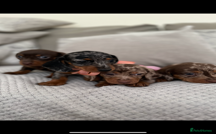 Dachshund dogs - Advert 2