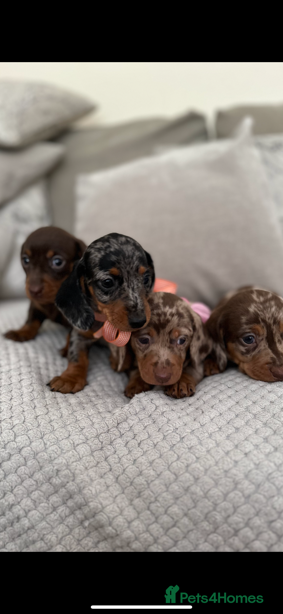 Dachshund dogs for sale: Minnature Long Haired Dachshund puppies  - Image 2