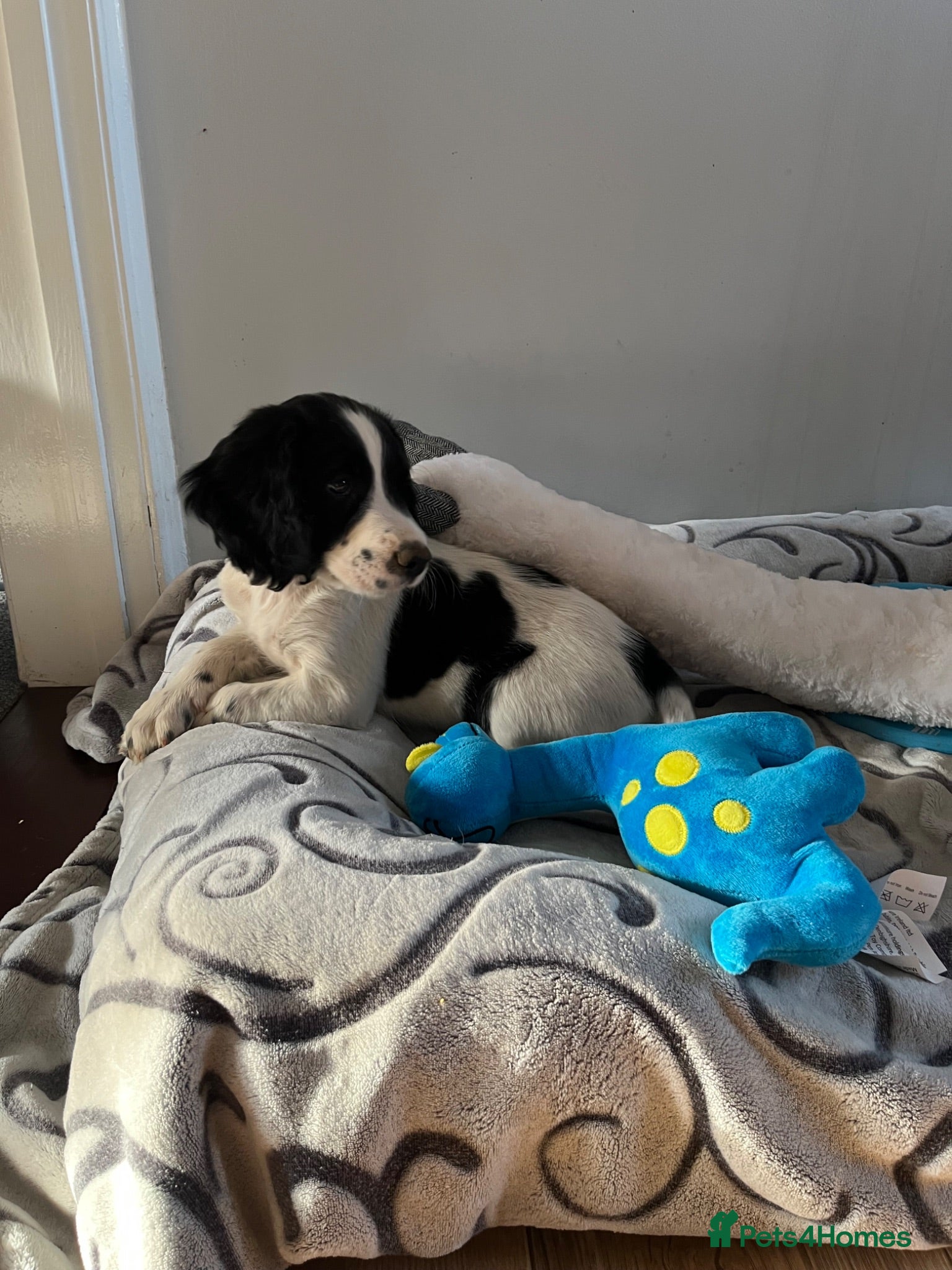 English Springer Spaniel dogs Springer spaniel pups ready to leave now - Advert 18