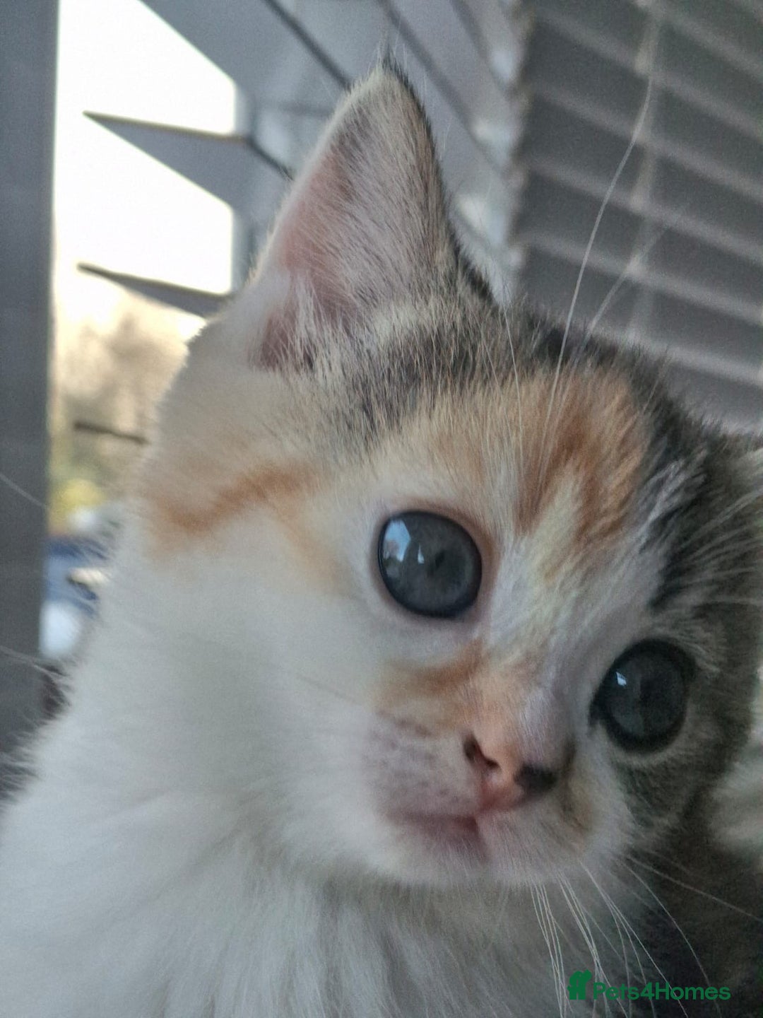 Scottish Fold cats for sale: Scottish fold - Advert 4