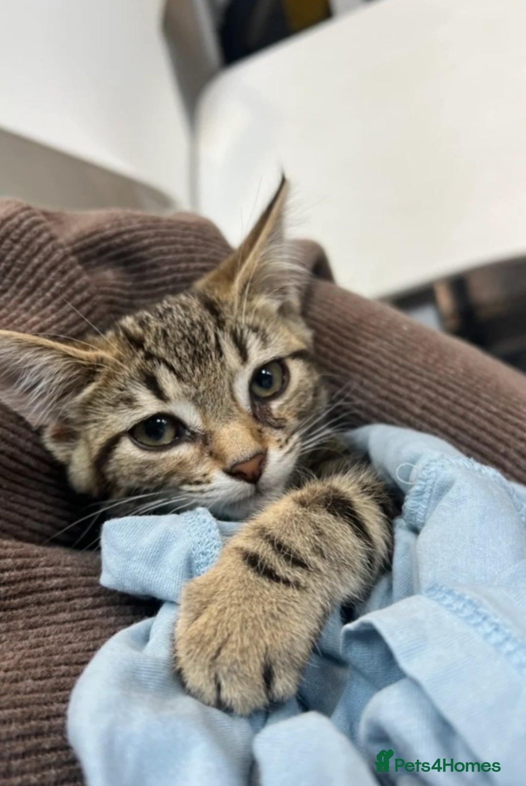 American Shorthair cats for sale: Kittens looking for homes  - Image 2
