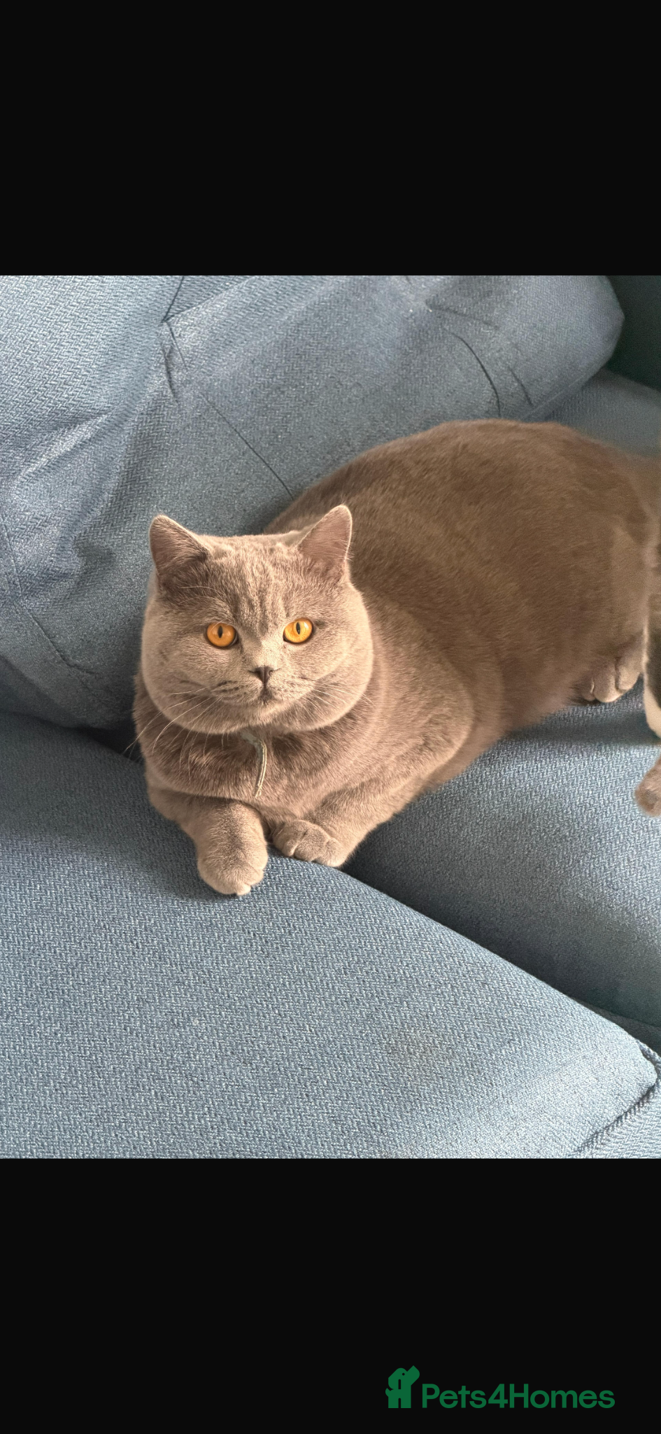 British Shorthair cats for sale: pedigree kittens  in London - Advert 5