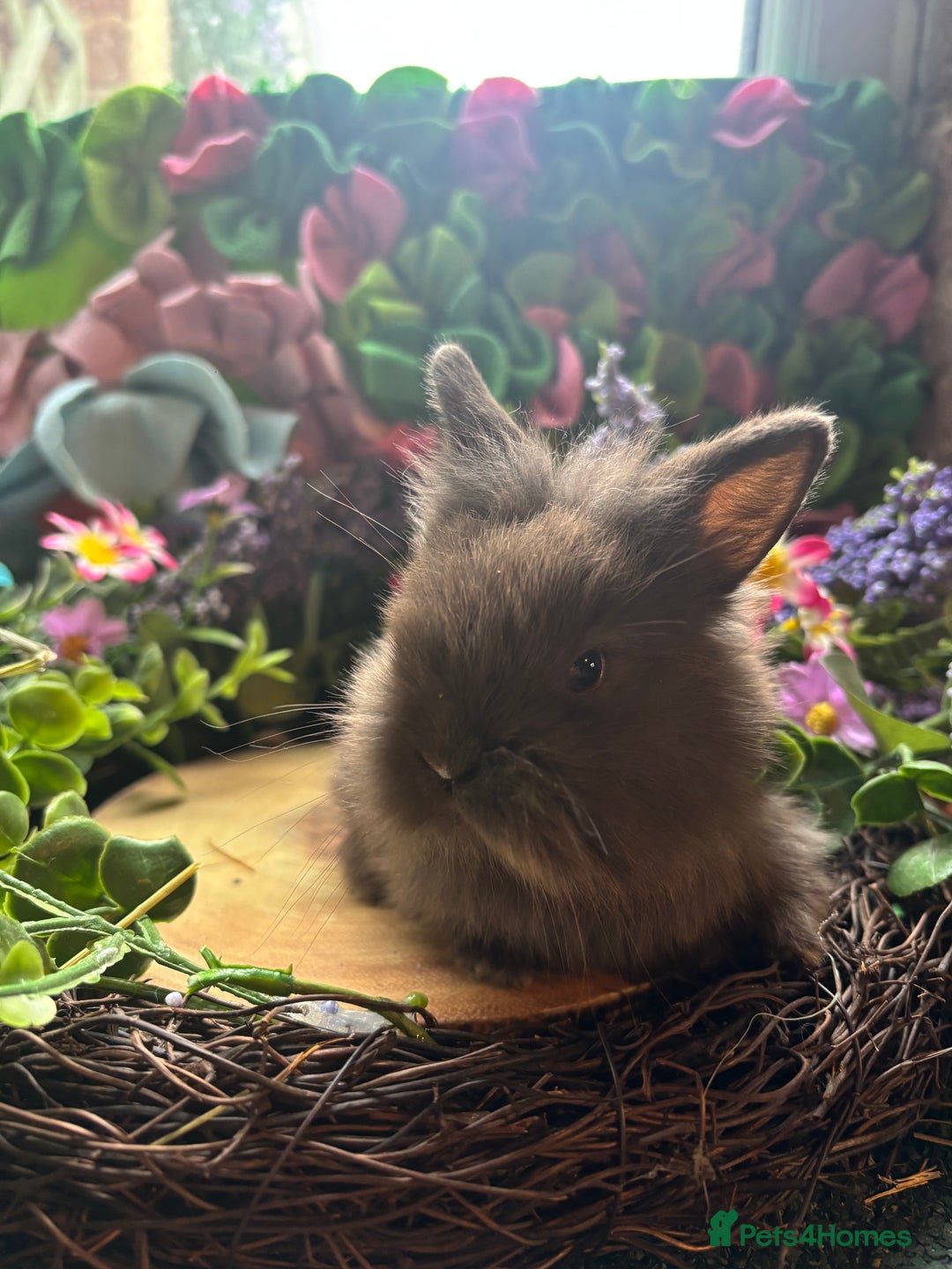 Mini Lion Lop rabbits for sale: Mini lion lops  - Advert 14